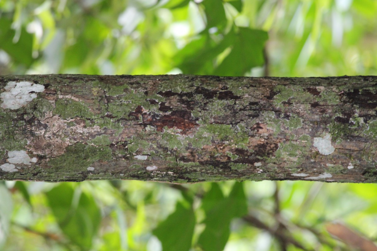 Garcinia mangostana L.